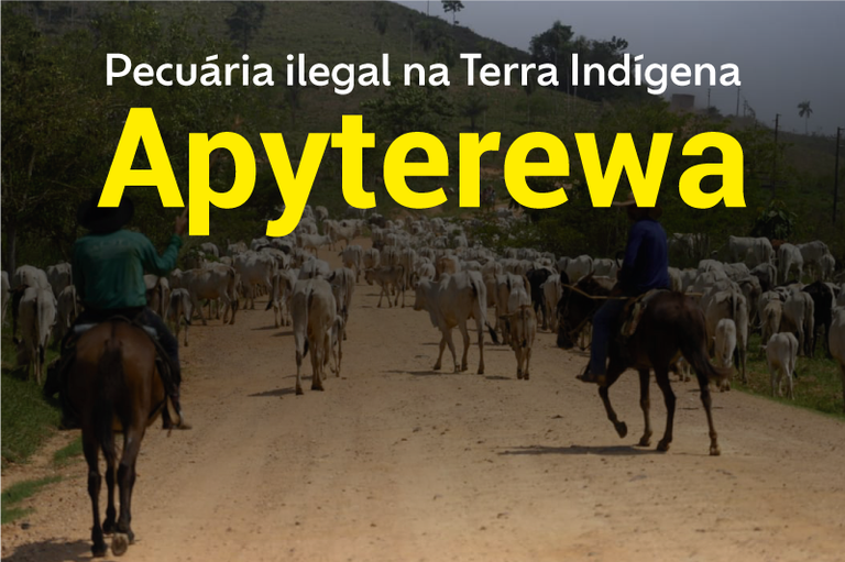 MPF move 48 ações contra responsáveis por venda ilegal de quase 50 mil cabeças de gado em Terra Indígena do PA — Procuradoria da República no Pará