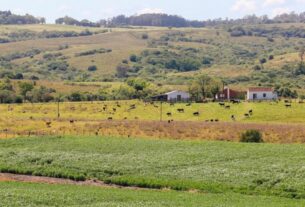 Pampa é ameaçado com rápido desaparecimento da fauna e flora