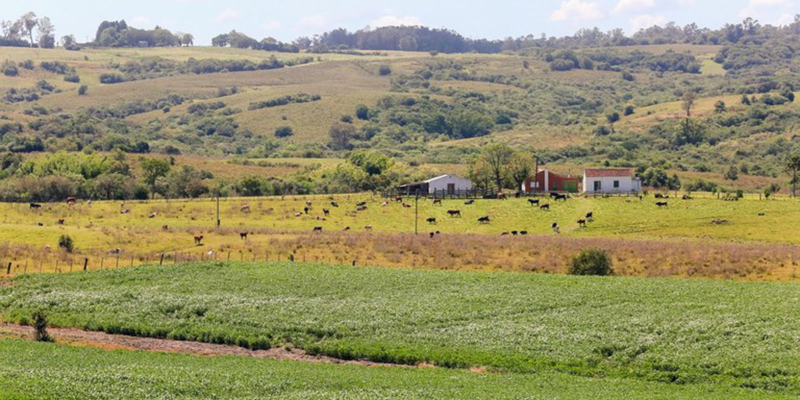 Pampa é ameaçado com rápido desaparecimento da fauna e flora