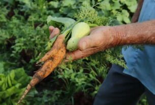 Primeiro projeto do ano garante alimentos da agricultura familiar na merenda escolar — Senado Notícias