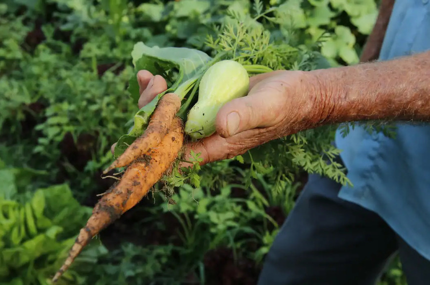 Primeiro projeto do ano garante alimentos da agricultura familiar na merenda escolar — Senado Notícias