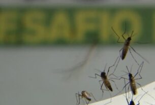 Rio de Janeiro registra mais de 17 mil casos de dengue este ano