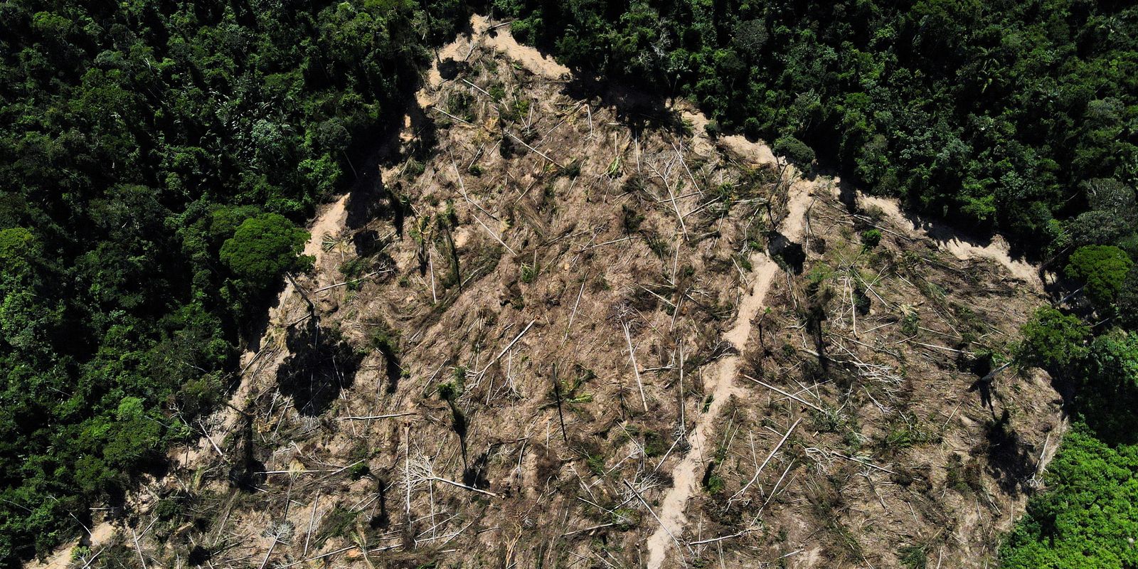 Artigo aponta necessidade de medidas urgentes para preservar Amazônia