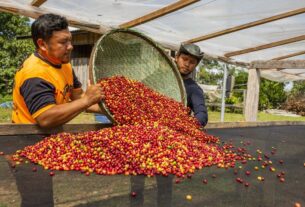 Chamada seleciona 10 projetos para alimentação sustentável na Amazônia Legal — Agência Gov