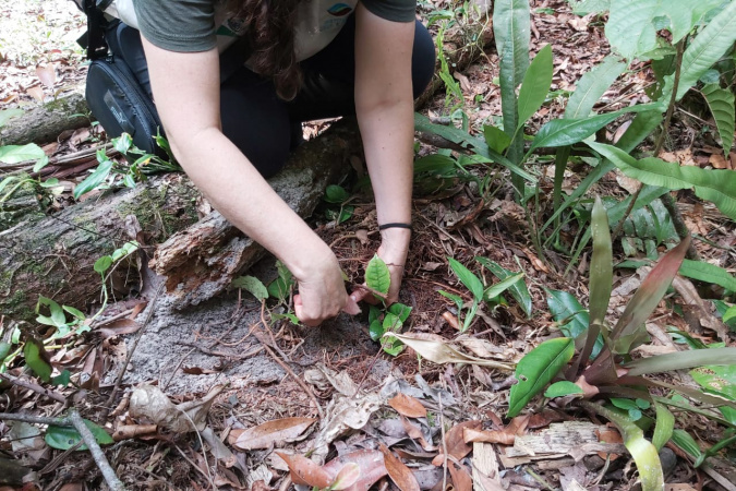 Com 180 mudas, IAT inaugura primeiro arboreto em Unidade de Conservação no Litoral