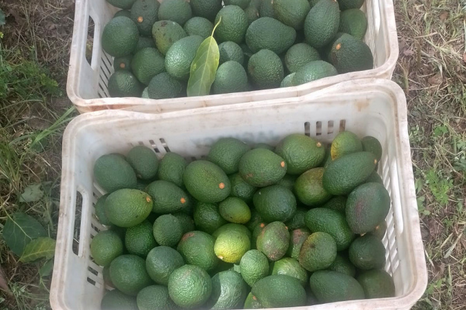 Com apoio do IDR-Paraná, avocado do Norte ganha Europa e garante renda aos produtores