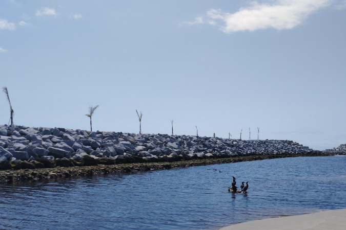 Com revitalização da Orla, canal do Rio Matinhos vira refúgio para biguás e garças