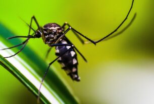 Mudanças climáticas podem ampliar infestação de mosquito Aedes no Rio