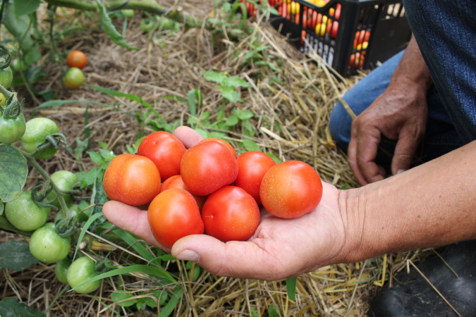 Tecpar orienta população a identificar produtos orgânicos não certificados