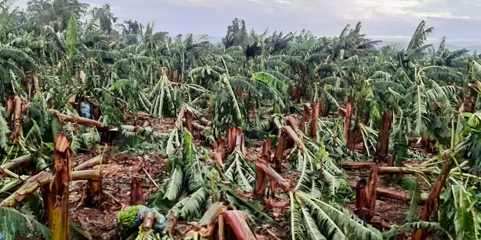 Ventania devasta plantações de banana na região do Vale do Ribeira