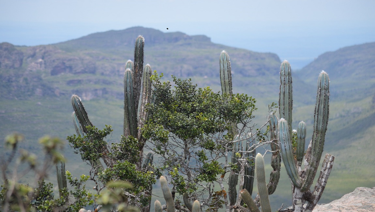 Bioma exclusivamente brasileiro, Caatinga oferece vários destinos de ecoturismo — Agência Gov