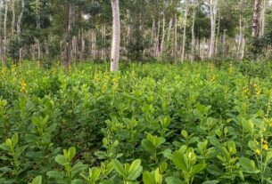 Brasil precisa recuperar 25 milhões de hectares de vegetação nativa