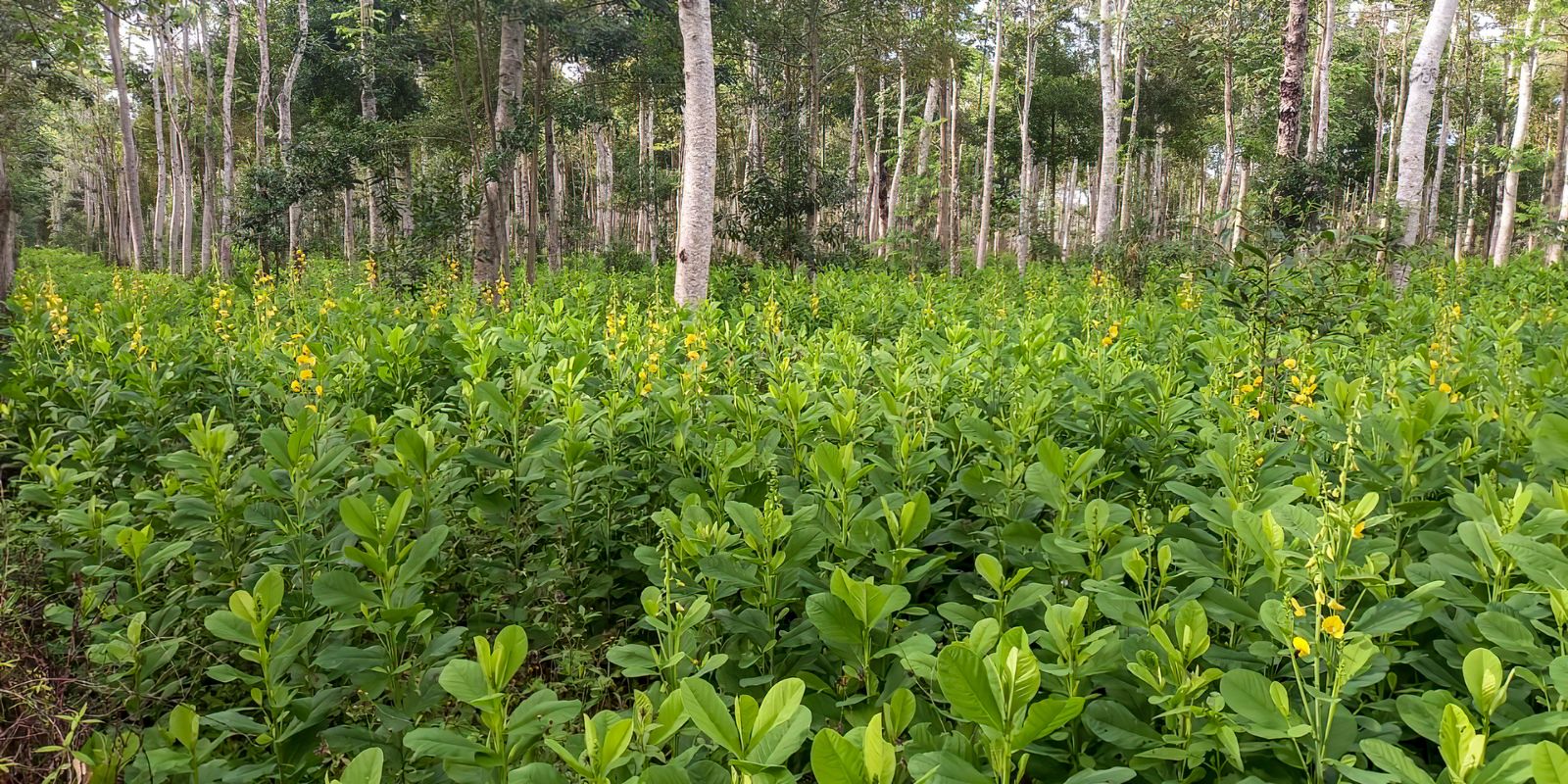 Brasil precisa recuperar 25 milhões de hectares de vegetação nativa