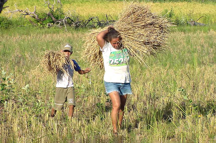 CRA analisa incentivo à produção de biocombustíveis da agricultura familiar — Senado Notícias