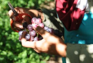 Projetos de irrigação produziram 4,11 milhões de toneladas de alimentos em 2023 — Agência Gov