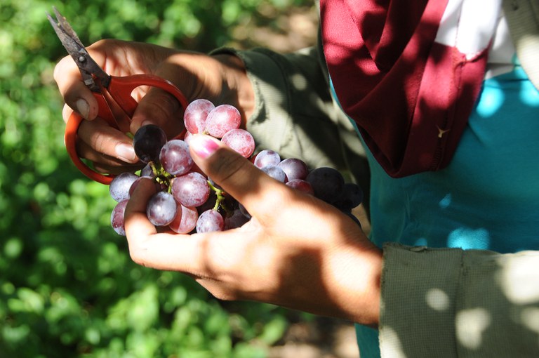 Projetos de irrigação produziram 4,11 milhões de toneladas de alimentos em 2023 — Agência Gov