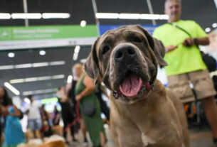 Cachorro acompanhado pelo tutor em hall de aeroporto