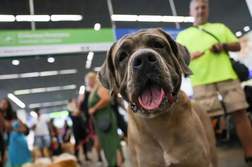 Cachorro acompanhado pelo tutor em hall de aeroporto