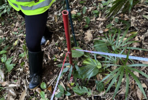 Obra da Ponte de Guaratuba inclui monitoramento da flora para preservação ambiental