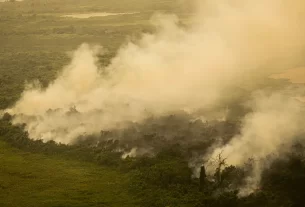 ‘Queima controlada’ para pasto ou cultivos no Pantanal será tratada como crime — Agência Gov