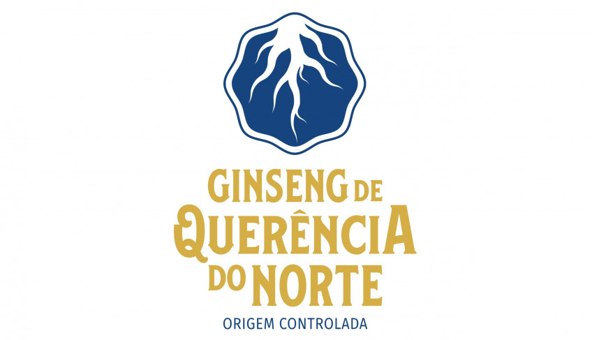 Ginseng de Querência do Norte protocola pedido de reconhecimento com Indicação Geográfica | ASN Paraná