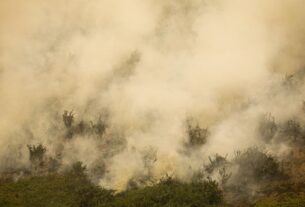 Pantanal tem este ano maior área queimada em junho