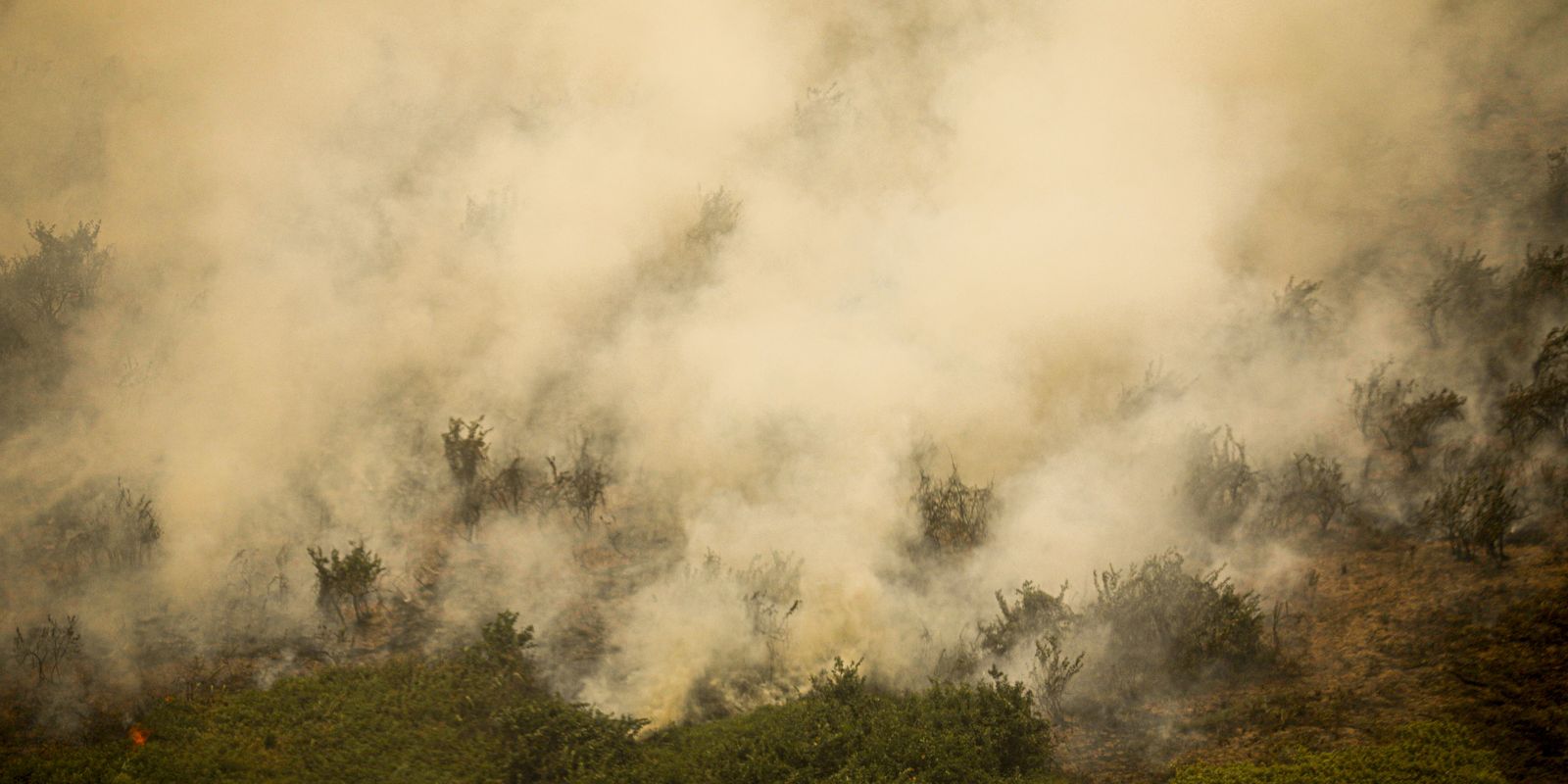 Pantanal tem este ano maior área queimada em junho