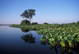 Bioma Pantanal é tema da quarta plenária do Plano Clima Participativo, em Campo Grande (MS) — Agência Gov