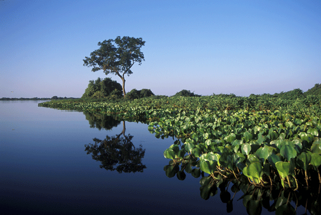 Bioma Pantanal é tema da quarta plenária do Plano Clima Participativo, em Campo Grande (MS) — Agência Gov