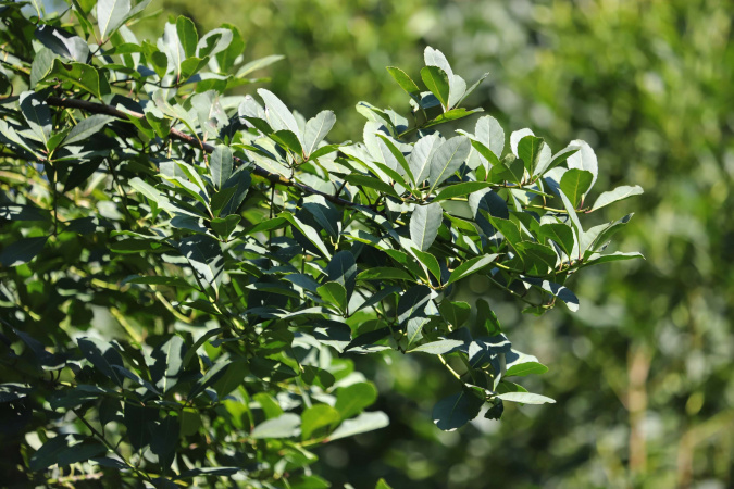 Com protagonismo da erva-mate, Paraná é destaque nacional na produção florestal