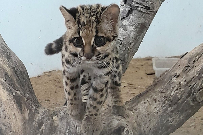 IAT devolve gato-maracajá à natureza após 10 meses de reabilitação e treino; veja o vídeo