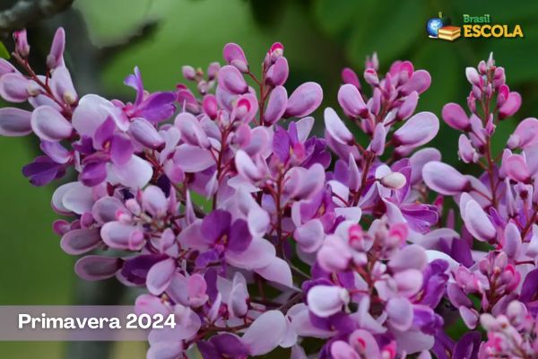 Flor na cor roxa e rosa, texto Primavera 2024