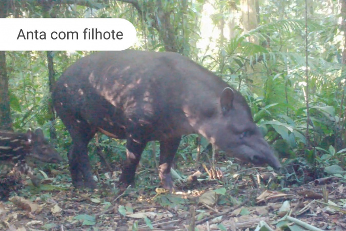 Áreas preservadas pela Copel abrigam grandes mamíferos ameaçados de extinção