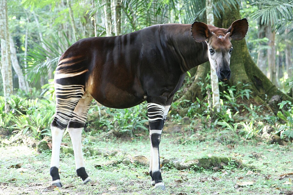 Dia Mundial do Ocapi: que bicho é esse?