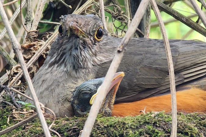 IAT orienta sobre cuidados com filhotes de aves encontrados fora do ninho