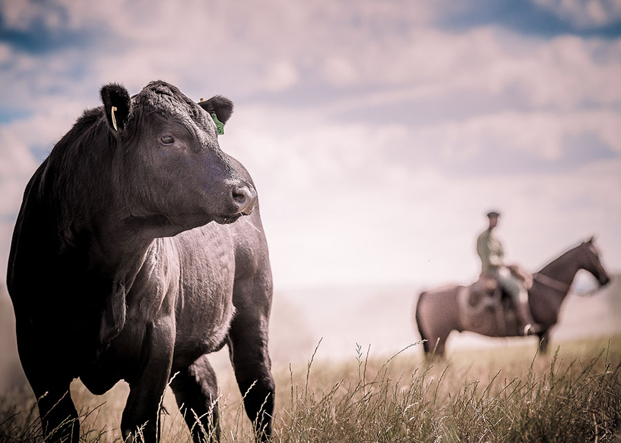 Nova plataforma reúne dados da cadeia produtiva da carne bovina — Agência Gov