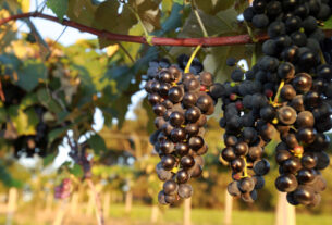 Produtores podem se inscrever para participar da Rota Uva e Vinho Paraná