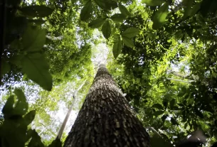 Ampliada em R$ 13 milhões a assistência farmacêutica para municípios da Amazônia Legal em emergência climática — Agência Gov