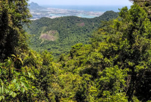 BNDES e Estado do Rio de Janeiro lançam novo edital do Floresta Viva de R$ 60 milhões para restaurar a Mata Atlântica — Agência Gov