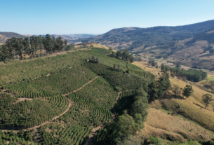 Café do Vale da Grama (SP) conquista selo de Indicação Geográfica — Agência Gov