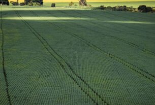 Em menos de quatro décadas, área destinada à soja cresce nove vezes