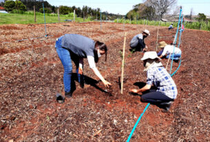 Fazenda Experimental da UEM: setor de agroecologia e orgânicos completa 20 anos