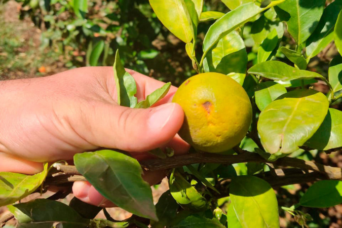 Na luta contra o greening, Paraná erradicou mais de 200 mil plantas no Noroeste