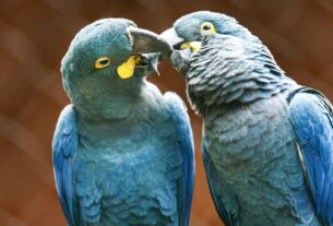 Ameaçada de extinção, mais uma arara-azul-de-lear nasce em São Paulo