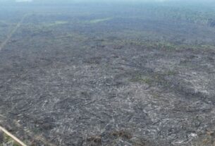 Apenas 5% dos casos de desmatamento na Amazônia geraram indenizações