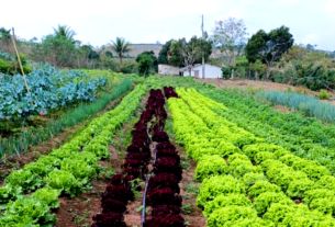 Assentados passam a fornecer alimentos para programa de compra direta no ES — Agência Gov