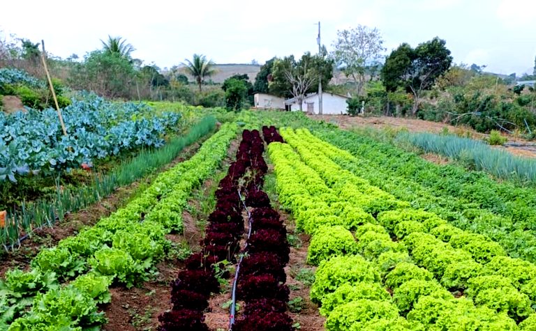 Assentados passam a fornecer alimentos para programa de compra direta no ES — Agência Gov