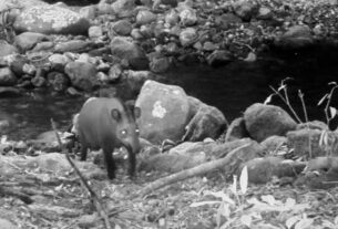 Consideradas extintas, antas são vistas no Rio após 100 anos