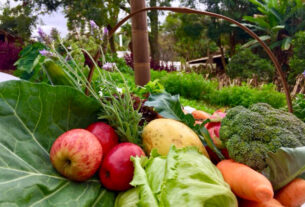 Líder no País, Paraná chega a 319 municípios no Sistema de Segurança Alimentar e Nutricional