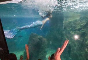 Passeio no fundo do mar e encanto da sereia: Aquário de Paranaguá é sucesso no Litoral